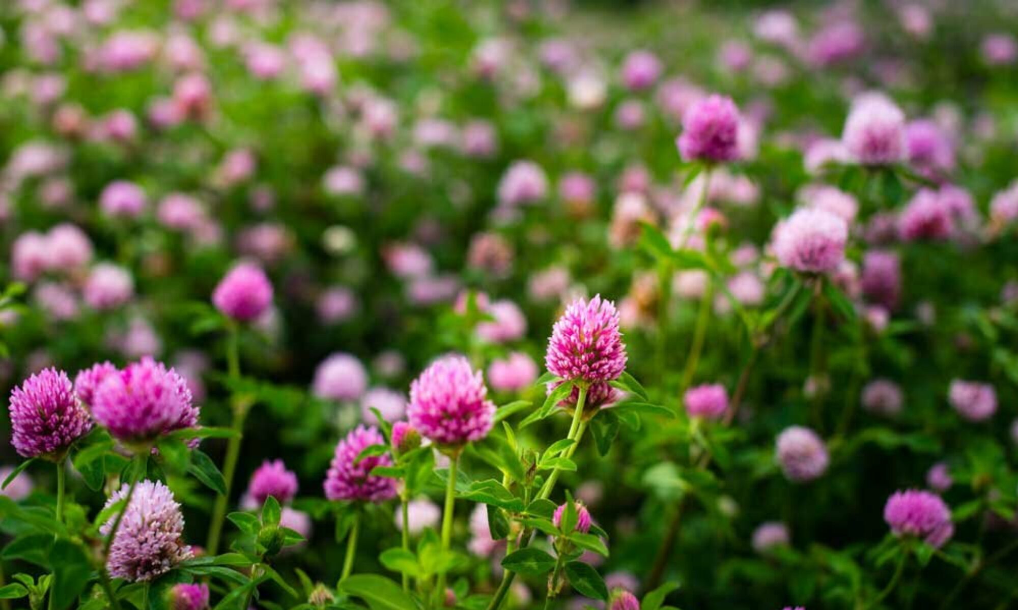 Red clover