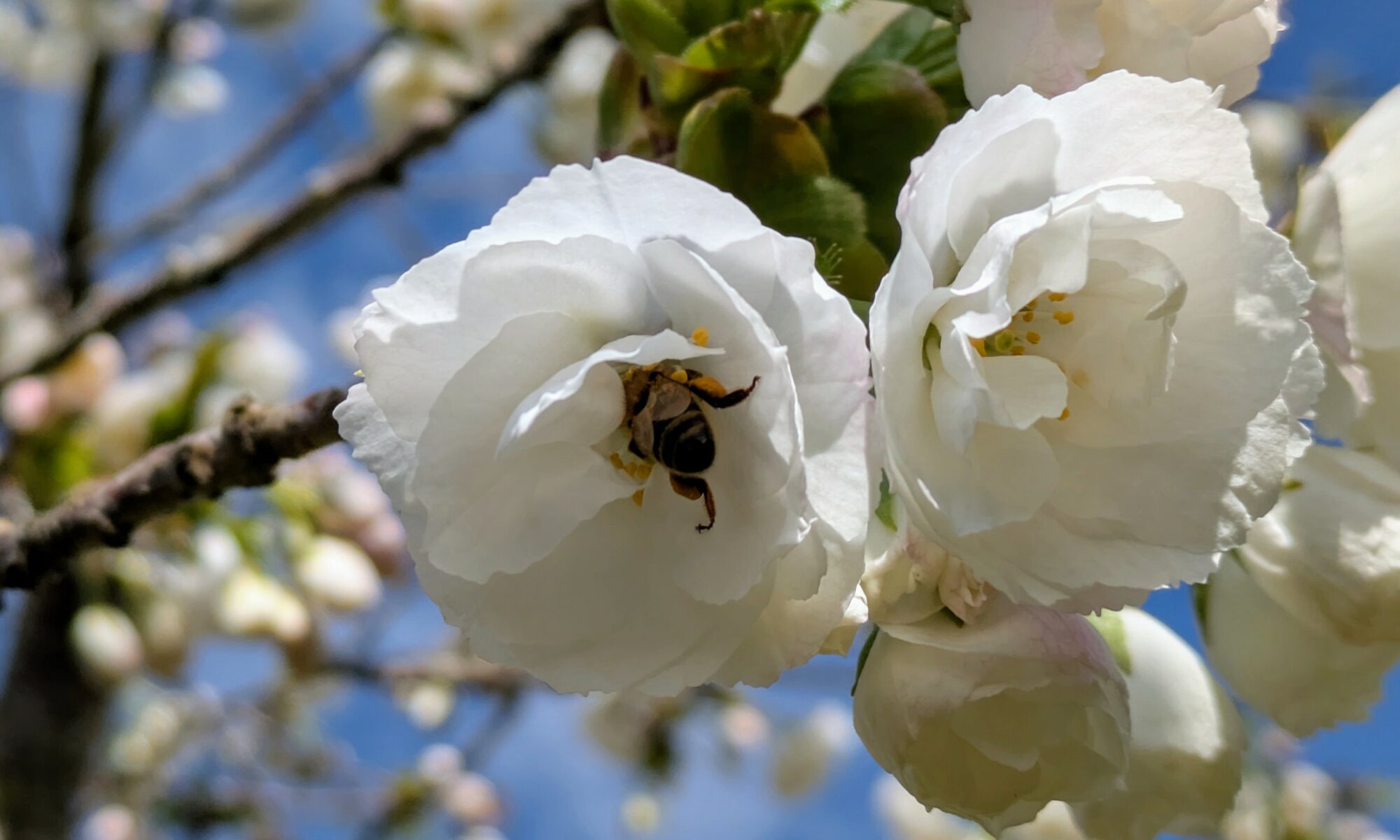 Blossom