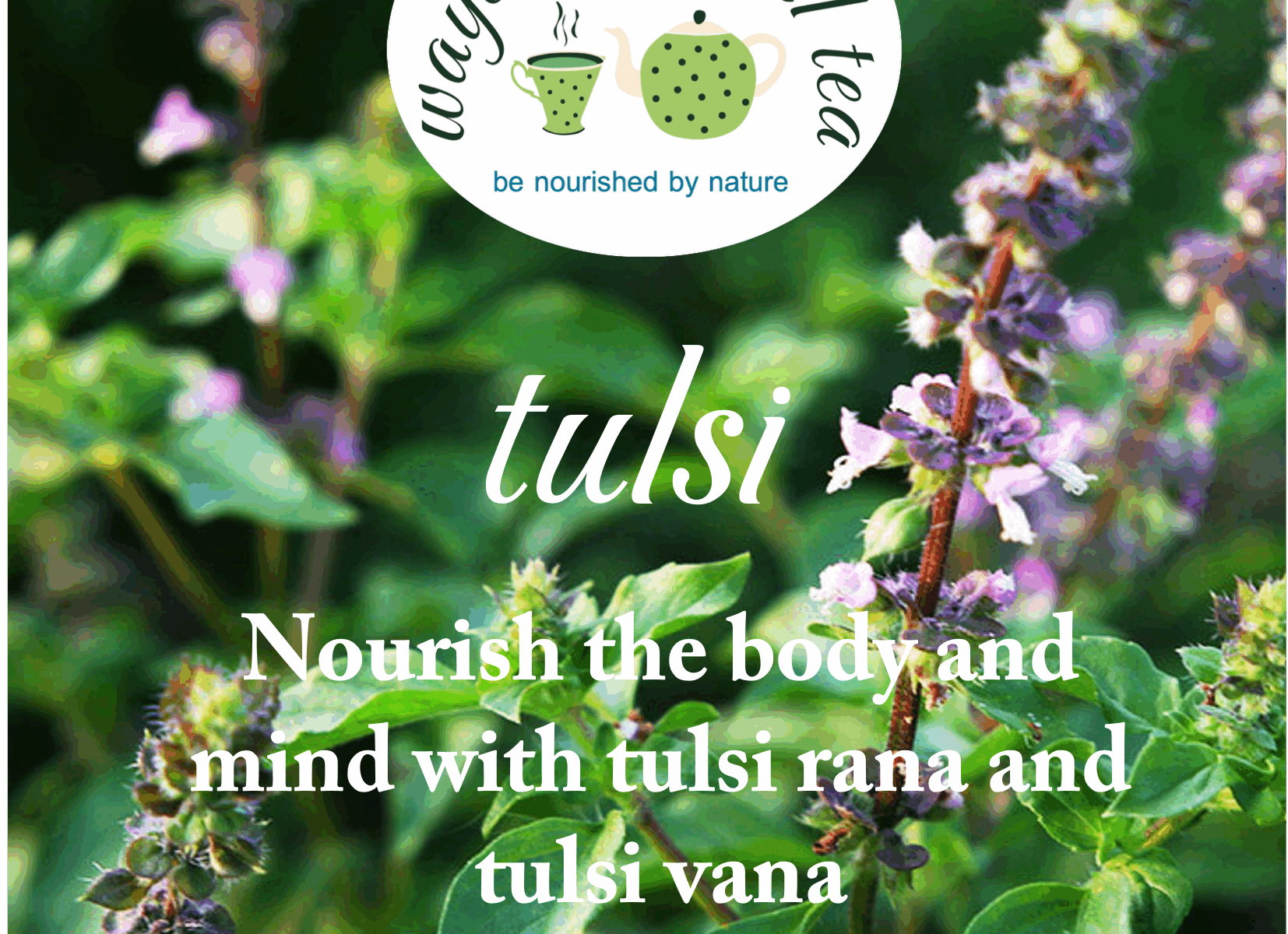 Tulsi tea
