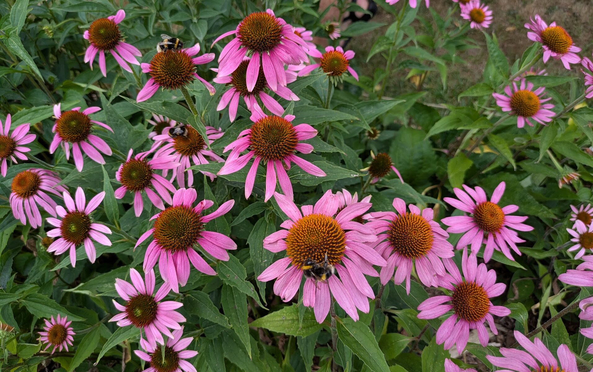 Echinacea